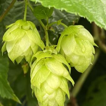 Humulus lupulus