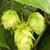 Humulus lupulus