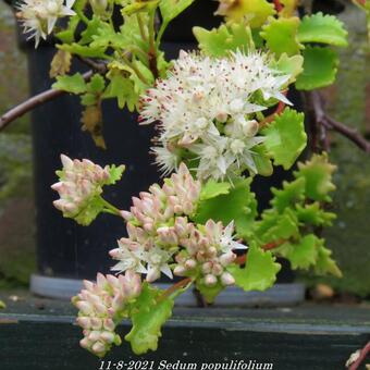 Sedum populifolium