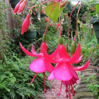 Fuchsia 'Display'