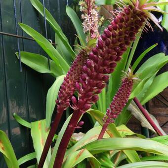 Eucomis comosa 'Sparkling Burgundy'