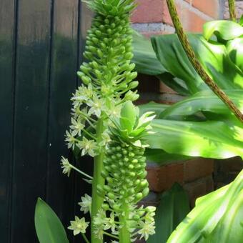 Eucomis pole-evansii