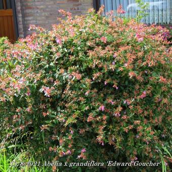 Abelia x grandiflora 'Edward Goucher'