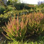 Calluna vulgaris 'Firefly‘ - Zomerheide / struikheide/ knopbloeiende heide