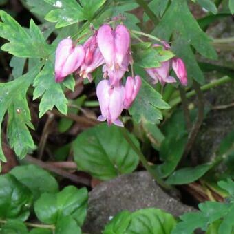 Dicentra formosa