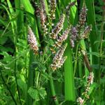 Mentha rotundifolia  - Appelmunt