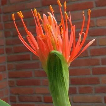 Scadoxus multiflorus subsp. katharinae