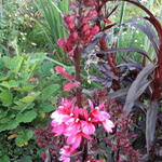 Lobelia x speciosa 'STARSHIP Deep Rose' - Lobelia