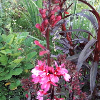 Lobelia x speciosa 'STARSHIP Deep Rose'