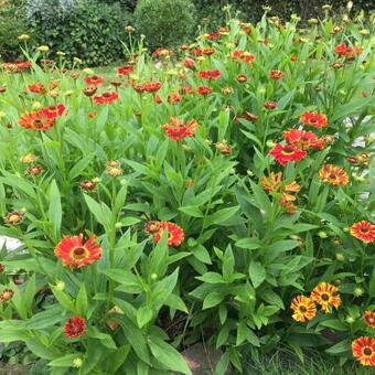 Helenium 'Poncho'