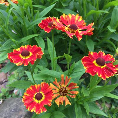 Zonnekruid - Helenium 'Poncho'