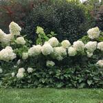 Hydrangea paniculata 'Polar Bear' - Pluimhortensia - Hydrangea paniculata 'Polar Bear'