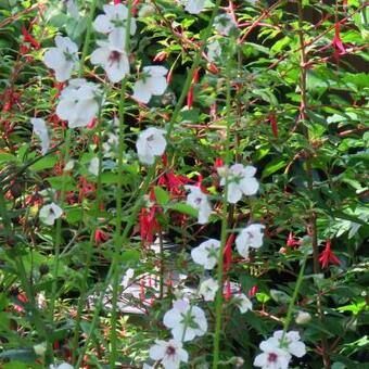 Verbascum blattaria f. albiflorum