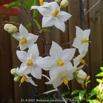 Solanum jasminoides 'Album'