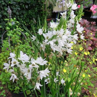 Ornithogalum thyrsoides