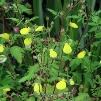 Calceolaria mexicana