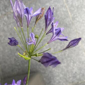 Triteleia laxa 'Koningin Fabiola'