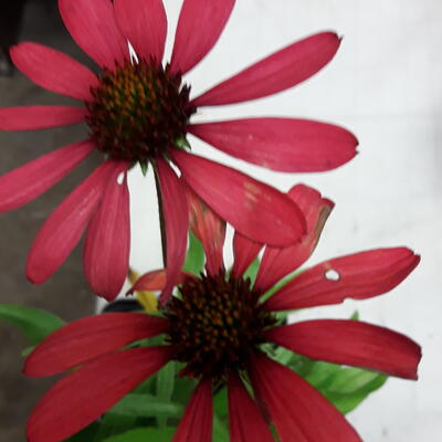 Rode zonnehoed - Echinacea DREAM 'Glowing Dream' 