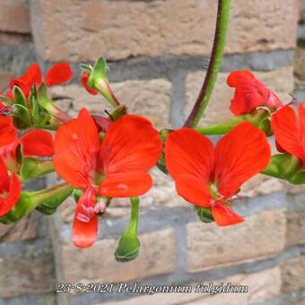 Pelargonium fulgidum