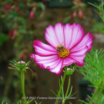 Cosmos bipinnatus 'Picotée'