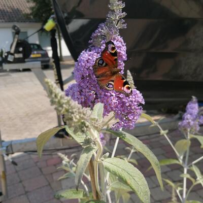 Vlinderstruik - Buddleja davidii 'Lochinch' 