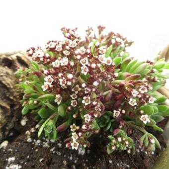 Crassula schmidtii