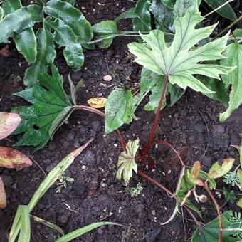 Begonia pedatifida