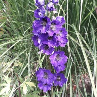 Delphinium 'MAGIC FOUNTAIN Dark Blue/Black Bee'