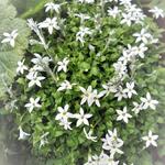 Isotoma fluviatilis 'White' - Sterbloem, tuinlobelia - Isotoma fluviatilis 'White'