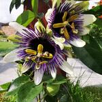 Passiflora caerulea 'Duuk' - Passiebloem