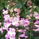 Penstemon hartwegii 'POLARIS Magenta' - Slangekop