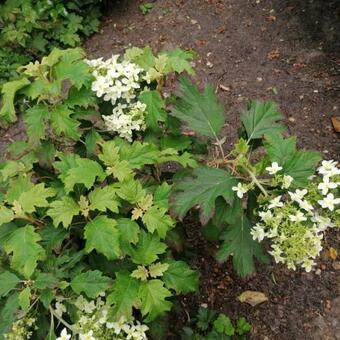 Hydrangea quercifolia 'Sikes Dwarf'