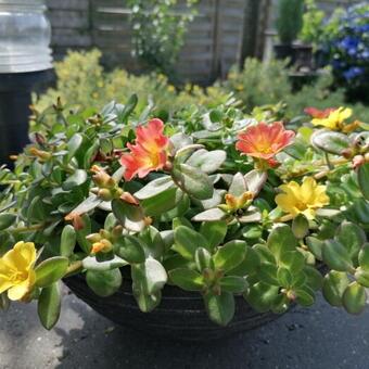 Portulaca grandiflora 'Carnaval'