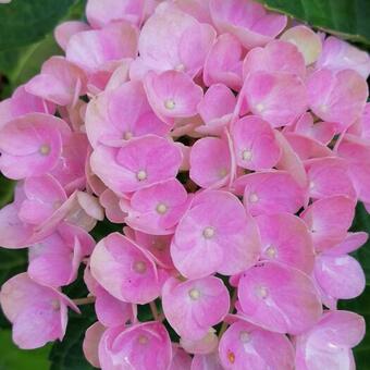 Hydrangea macrophylla 'MAGICAL Sapphire'