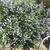 Ceanothus impressus 'Victoria'