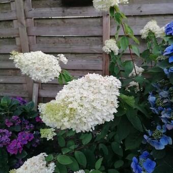 Hydrangea paniculata