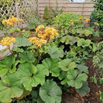 Ligularia dentata 'Othello'