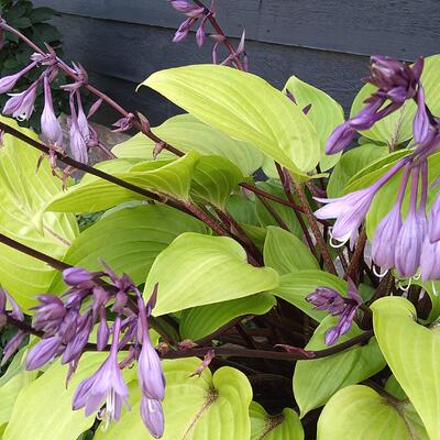 Hartlelie/Funkia - Hosta 'Purple Heart'