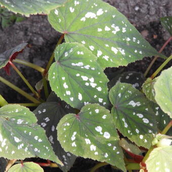 Begonia grandis 'Sparkle and Shine'