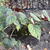 Begonia grandis 'Sparkle and Shine'