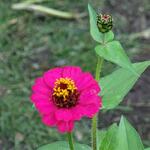 Zinnia elegans 'LILLIPUT Pompon' - Zinnia