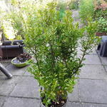 Ilex maximowicziana - Japanse hulst