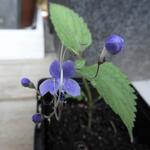 Caryopteris divaricata - Baardbloem, Blauwe spirea