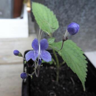 Caryopteris divaricata