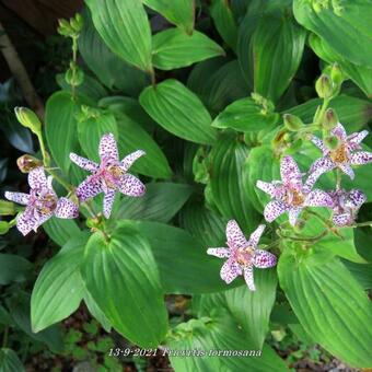 Tricyrtis formosana