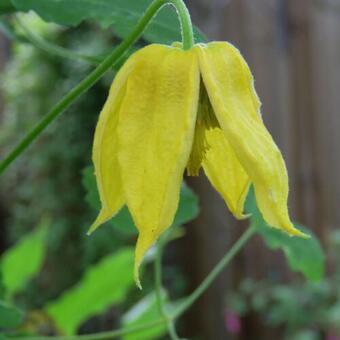 Clematis tangutica