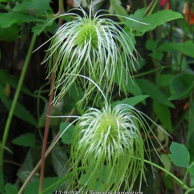 Bosrank - Clematis tangutica