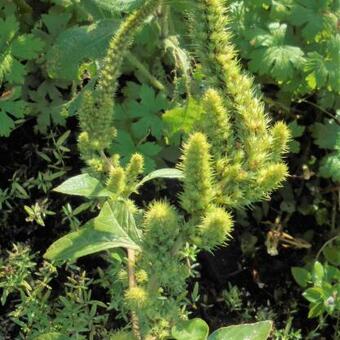 Amaranthus retroflexus