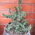 Thuja occidentalis 'Malonyana Holub' - Levensboom