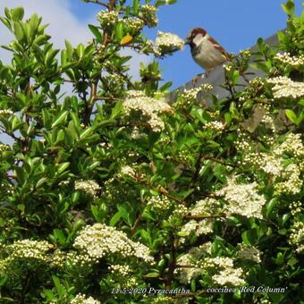 Pyracantha coccinea 'Red Column'